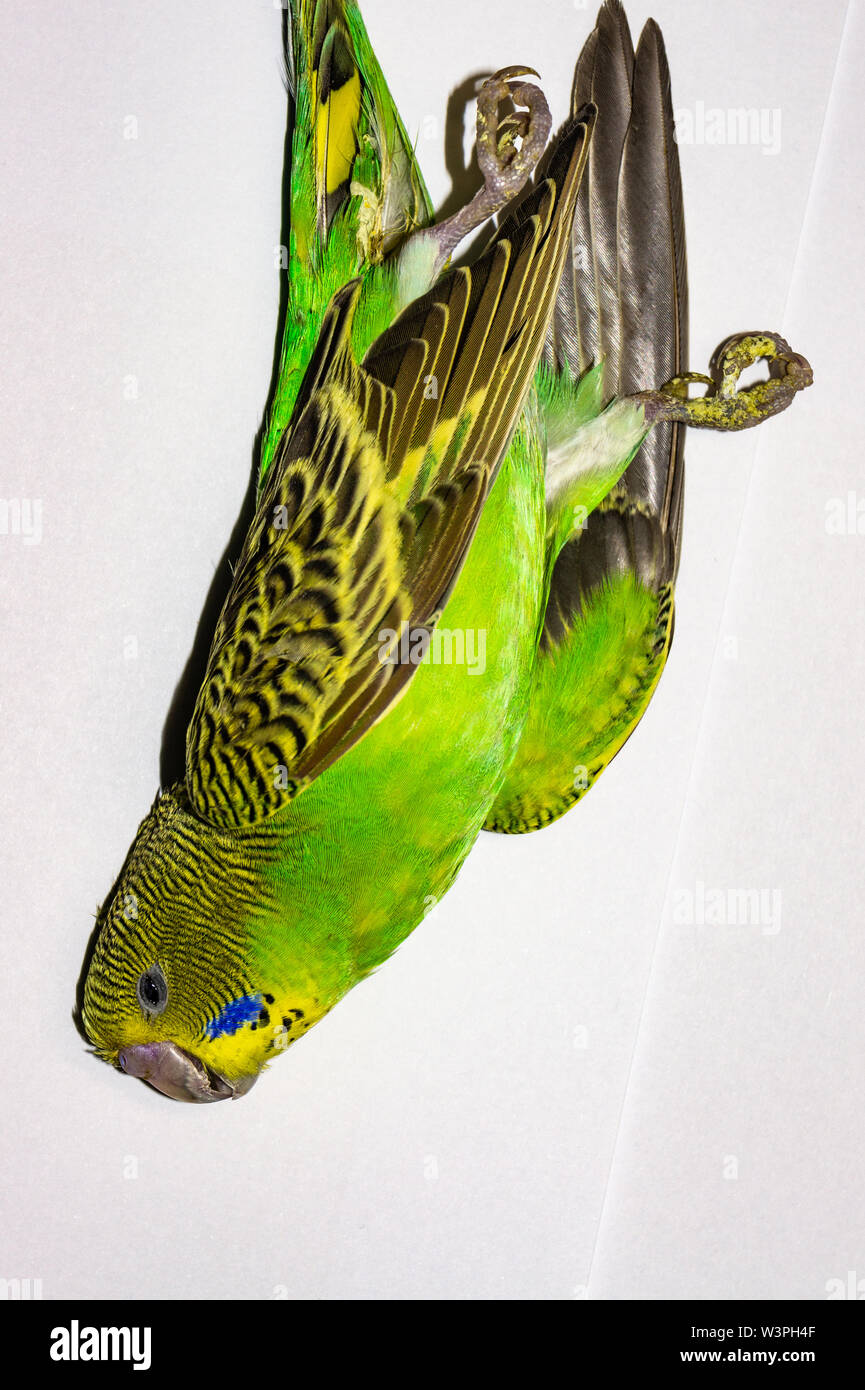 Dead budgie pet Stock Photo Alamy