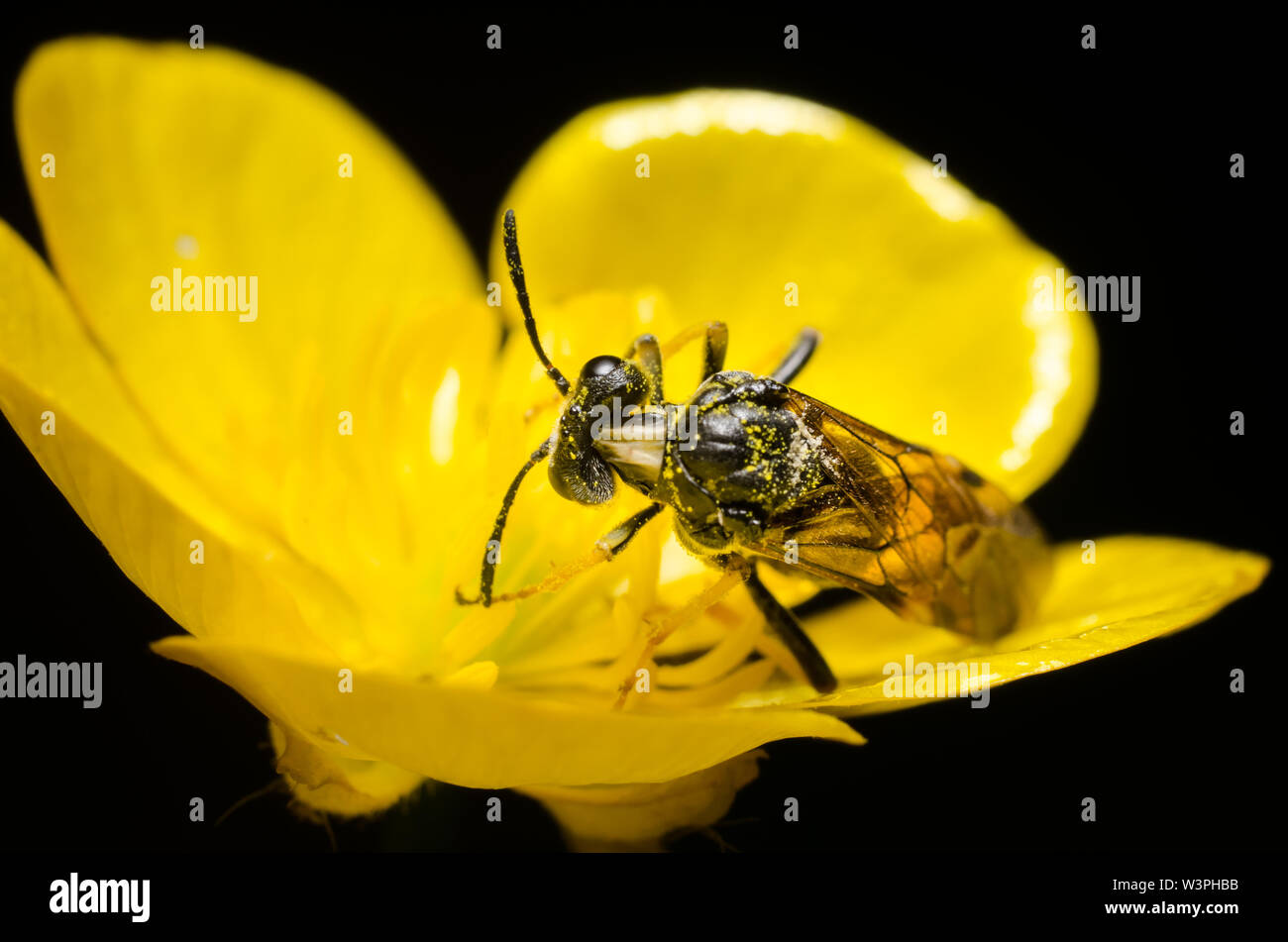Hymenoptera, wasp insect in a yellow flower Stock Photo