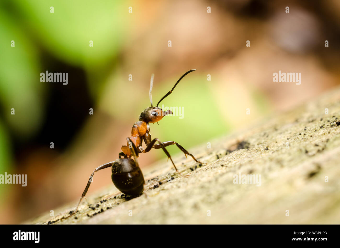 Formica rufa, macro of a carpenter ant in the forest, Bavaria, Germany, Western Europe Stock Photo