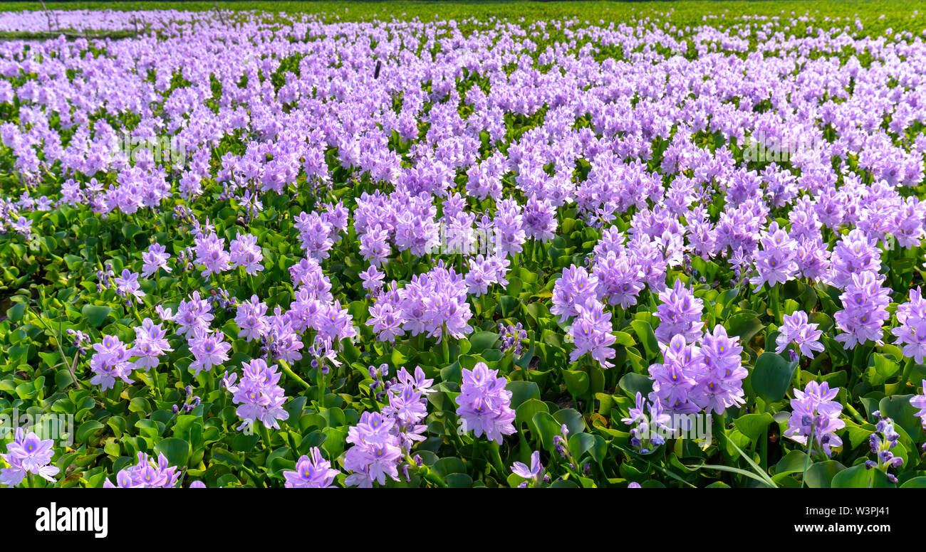 Water hyacinth flower fields bloom colorful purple in nature Stock Photo