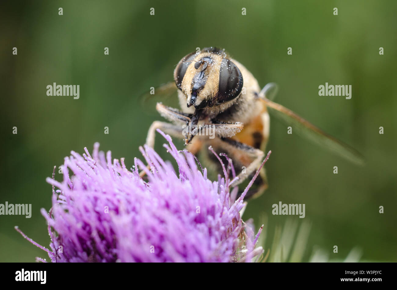 Eristalis tenax, Hoverfly on a purple flower, macro photograph Stock Photo