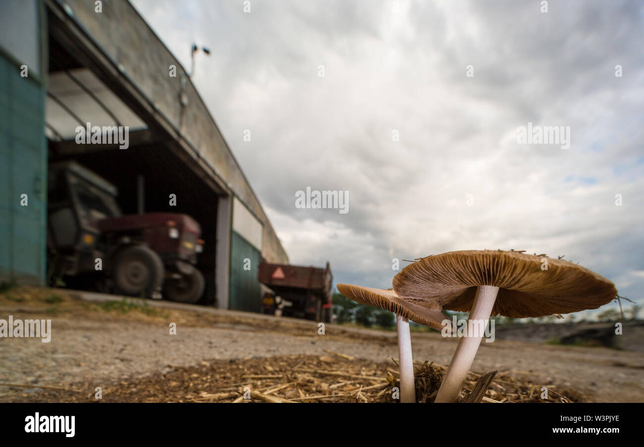 Small fungi growing on litter on livestock farm grounds as suitable environment. Natural macro scene with typical rustical landscape background. Stock Photo