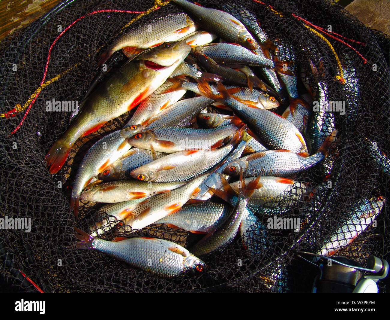 Group of the roach fishes laying in the fishing net. Gone fishing. Angling.  Good catch. Stock Photo