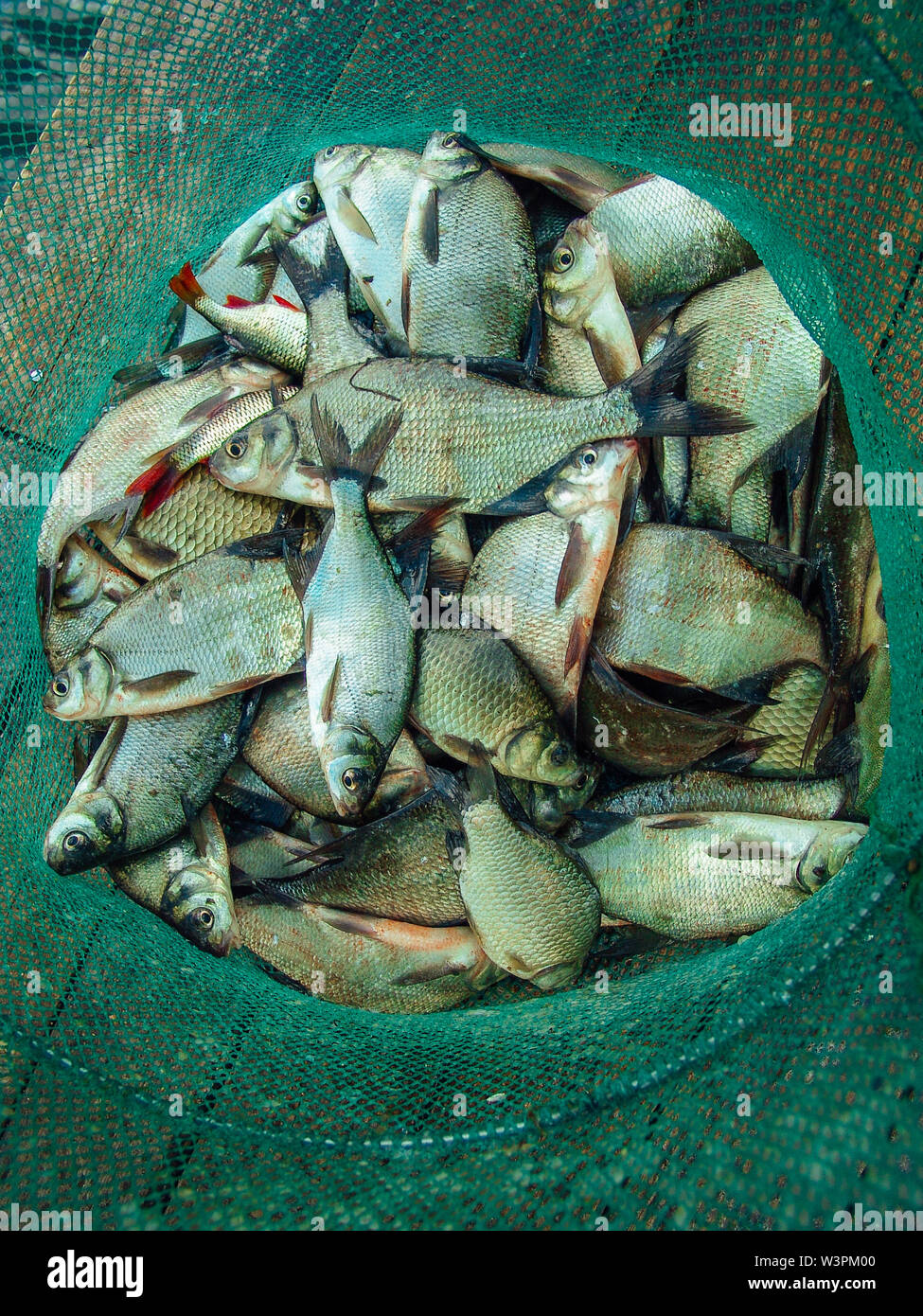 Group of the bream fishes laying in the fishing net. Gone fishing. Angling.  Good catch. Stock Photo