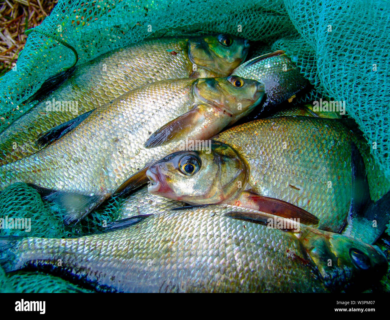 Group of the bream fishes laying in the fishing net. Gone fishing. Angling.  Good catch. Stock Photo