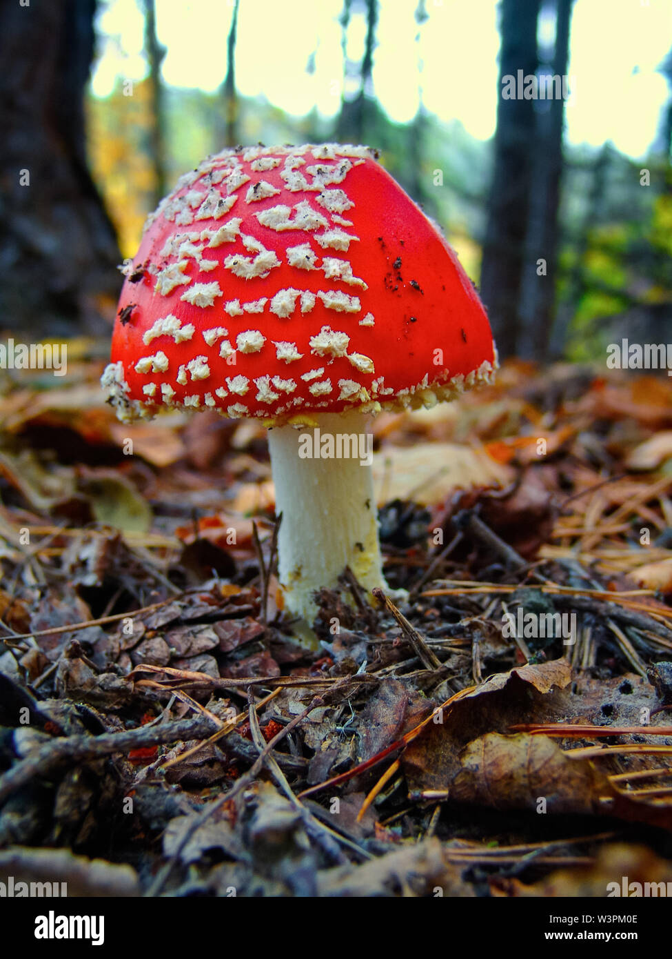 European red poisonous mushroom toadstool growing in the forest during the autumn season. Stock Photo