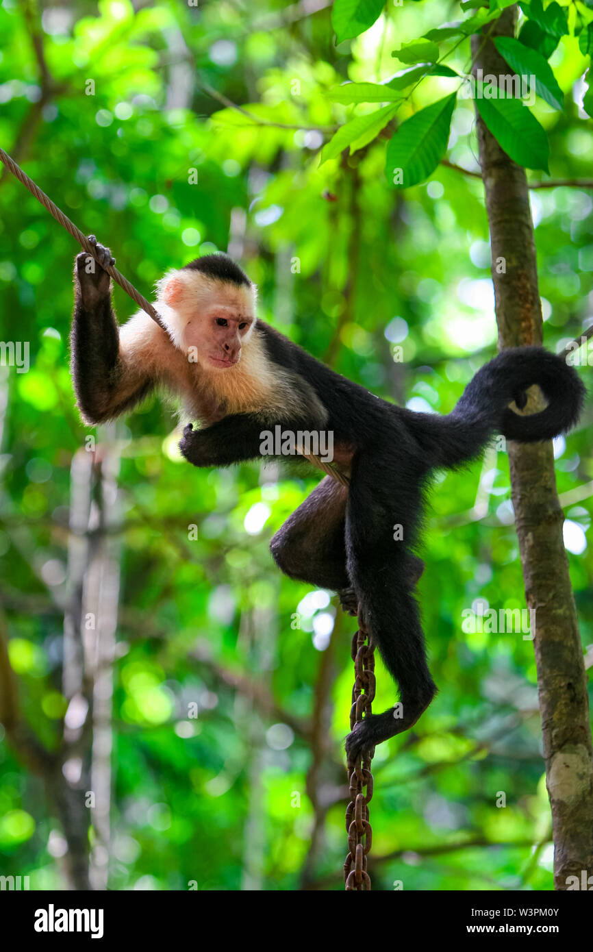 Portrait of the cute capuchin ( cebidae ) monkey profile hanging n the tree in the jungle. Stock Photo