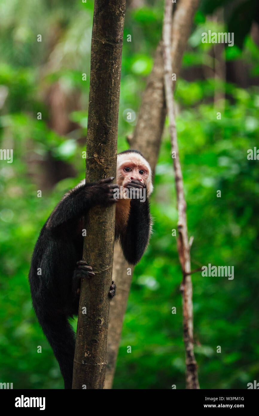 Portrait of the cute capuchin ( cebidae ) monkey profile hanging n the tree in the jungle. Stock Photo