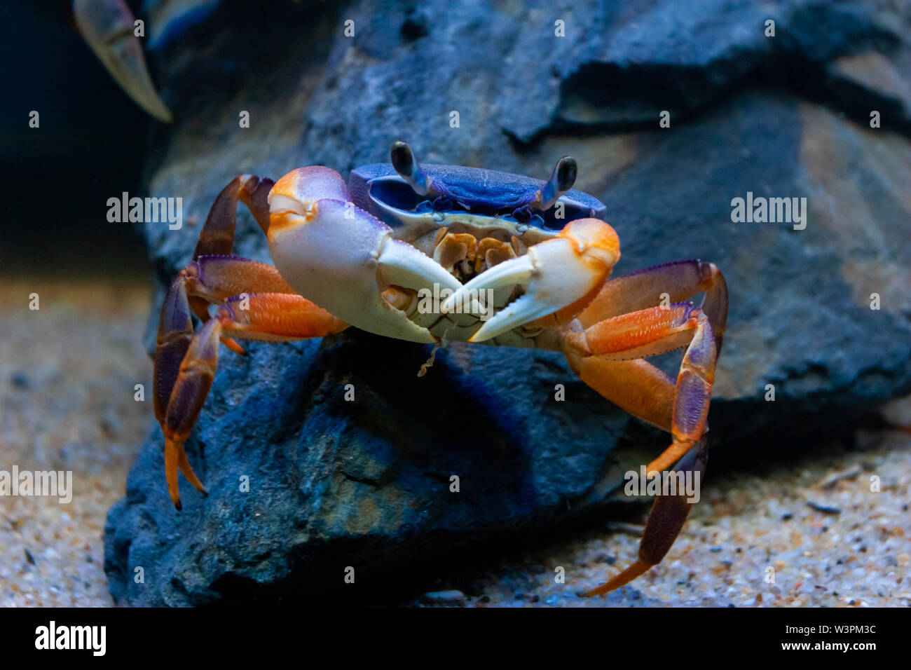 Underwater closeup picture of the  mangrove ( rainbow ) crab in the ocean coral reef. Stock Photo