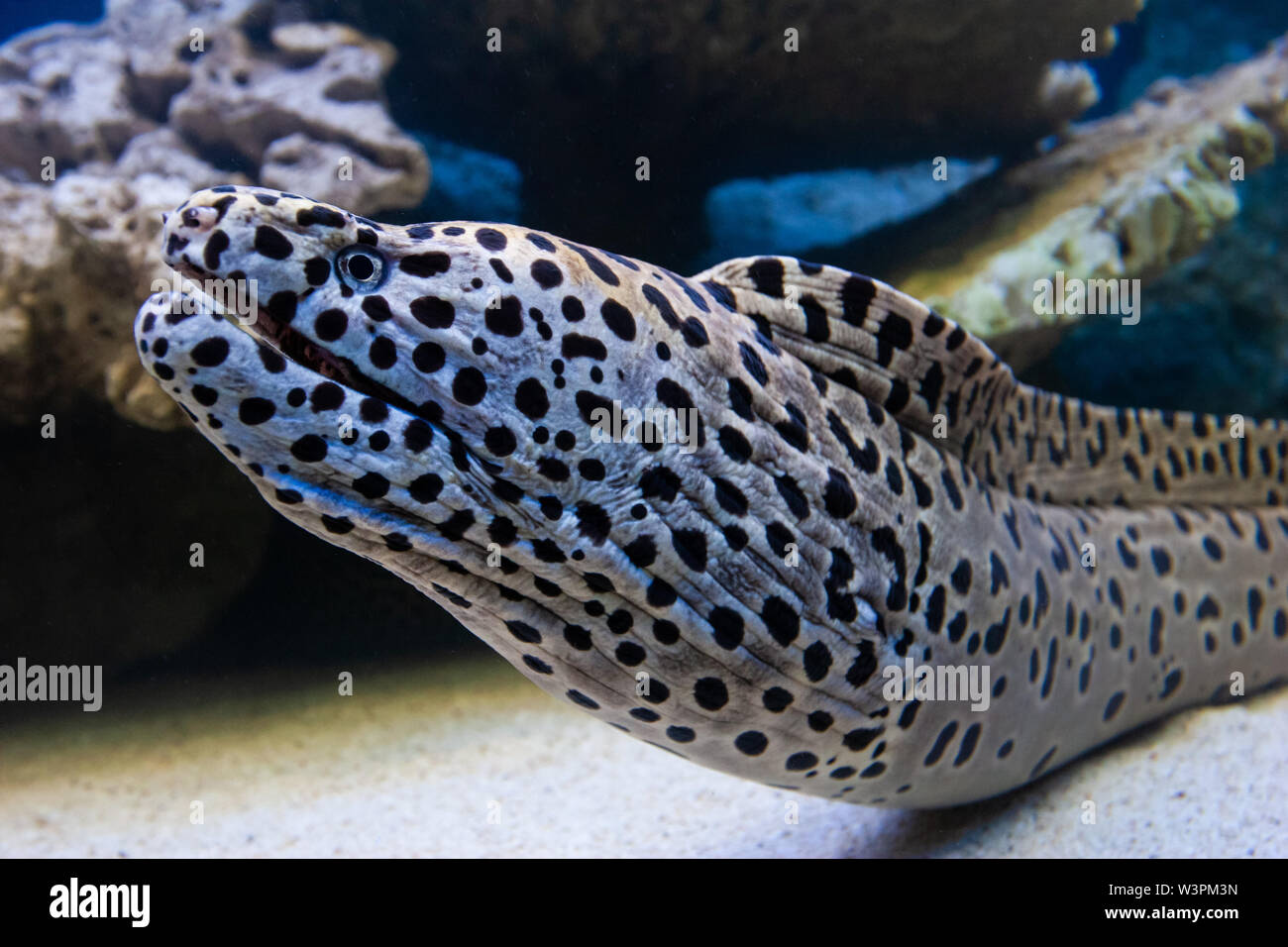 Underwater closeup picture of the dangerous Muraena ( moray eel ) fish in the ocean coral reef