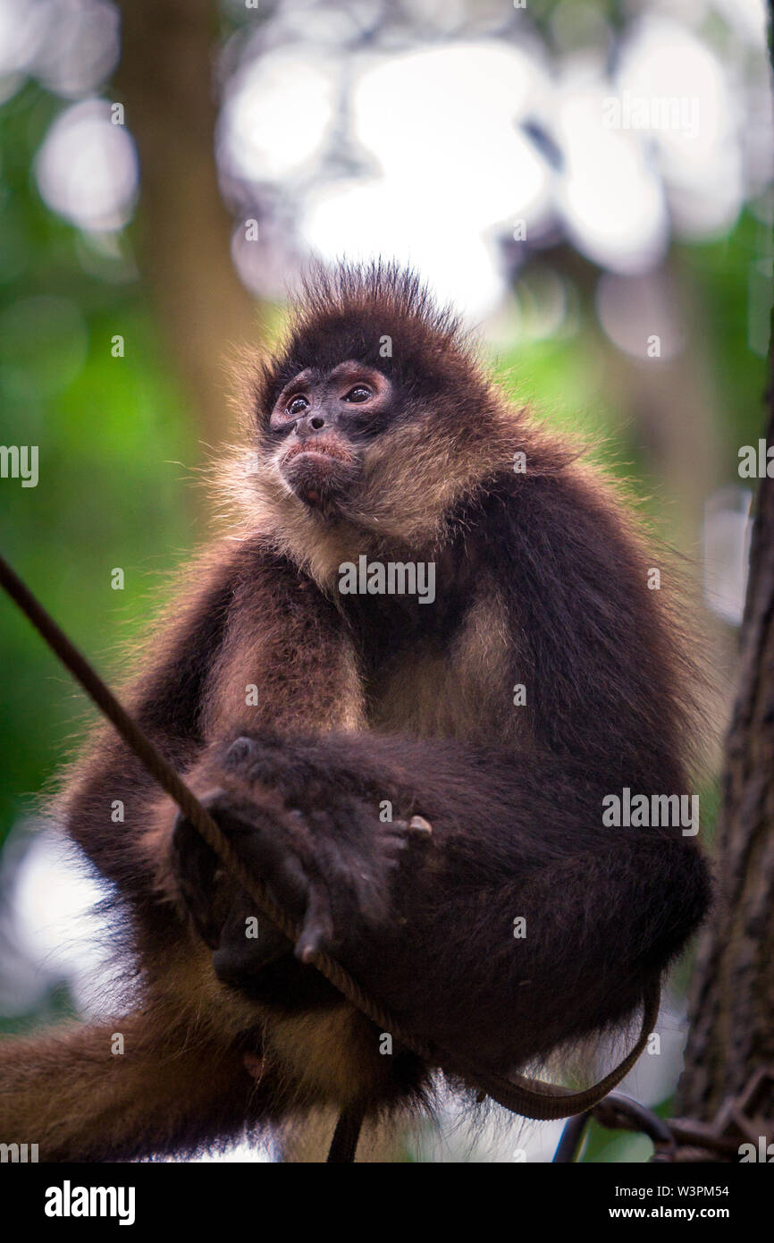 Portrait of the cute brown monkey seating on the tree branch in the jungle. Stock Photo