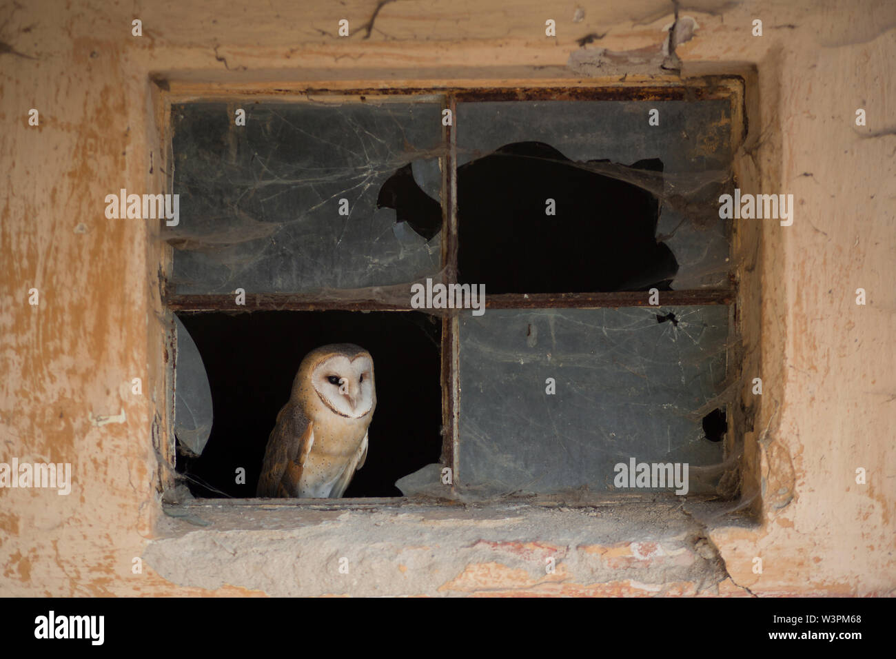 Barn Owl Portrait Tyto Alba Sitting In Empty Attic Window Frame Of