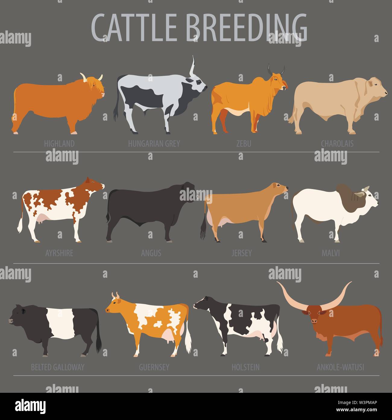Cattle breeding farming. Cow, bulls breed icon set. Flat design. Vector illustration Stock Vector
