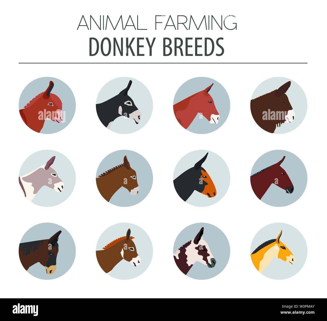 Donkey breeds icon set. Animal farming. Flat design. Vector ...