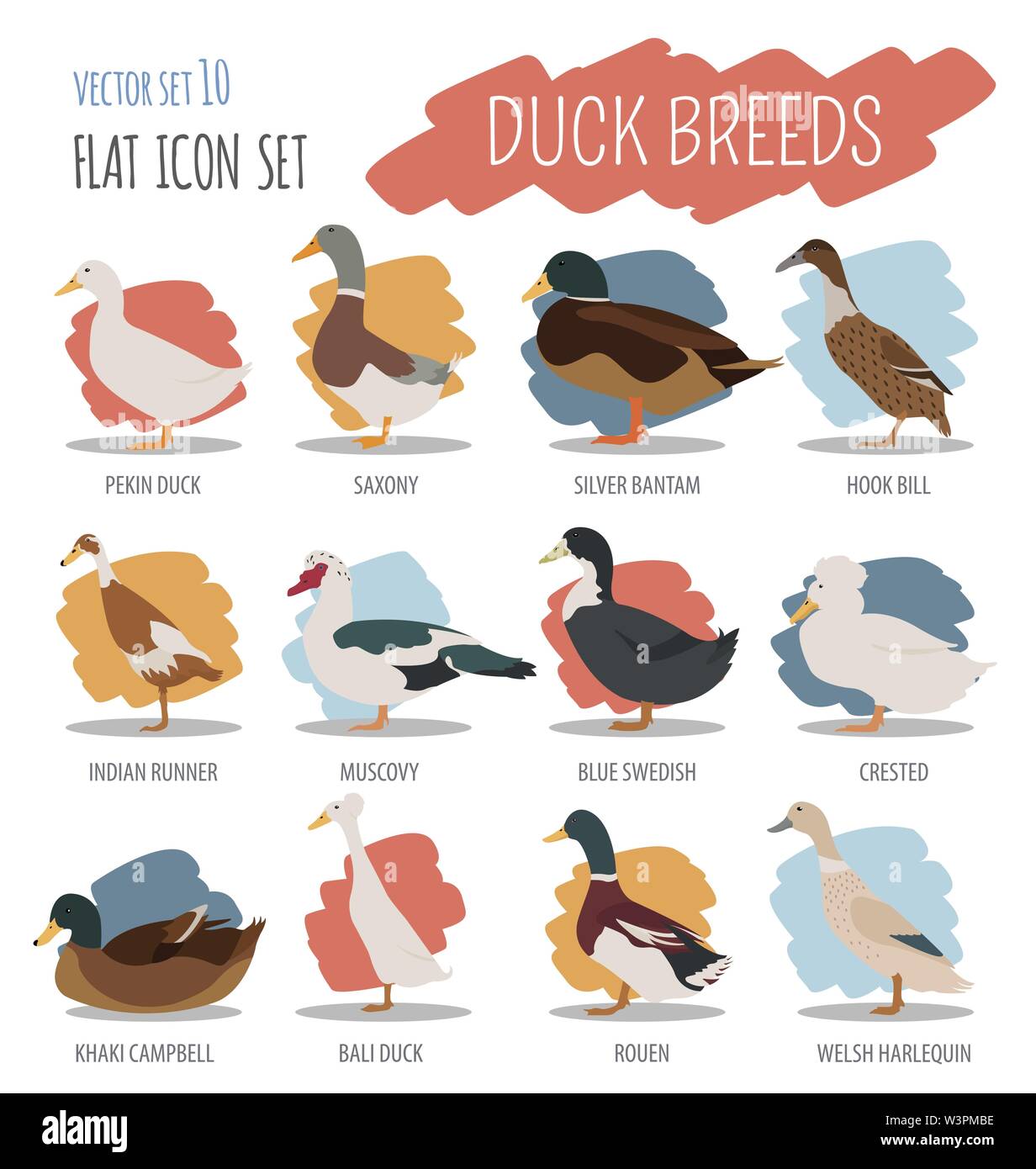 Poultry farming. Duck breeds icon set. Flat design. Vector illustration Stock Vector