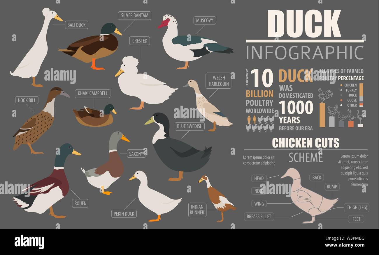 Poultry farming infographic template. Duck breeding. Flat design. Vector illustration Stock Vector