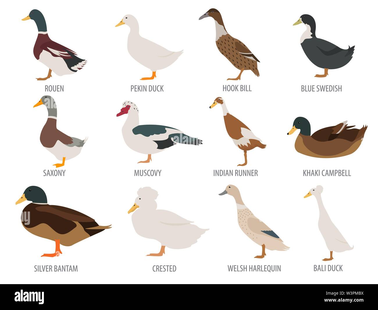 Poultry farming. Duck breeds icon set. Flat design. Vector illustration Stock Vector