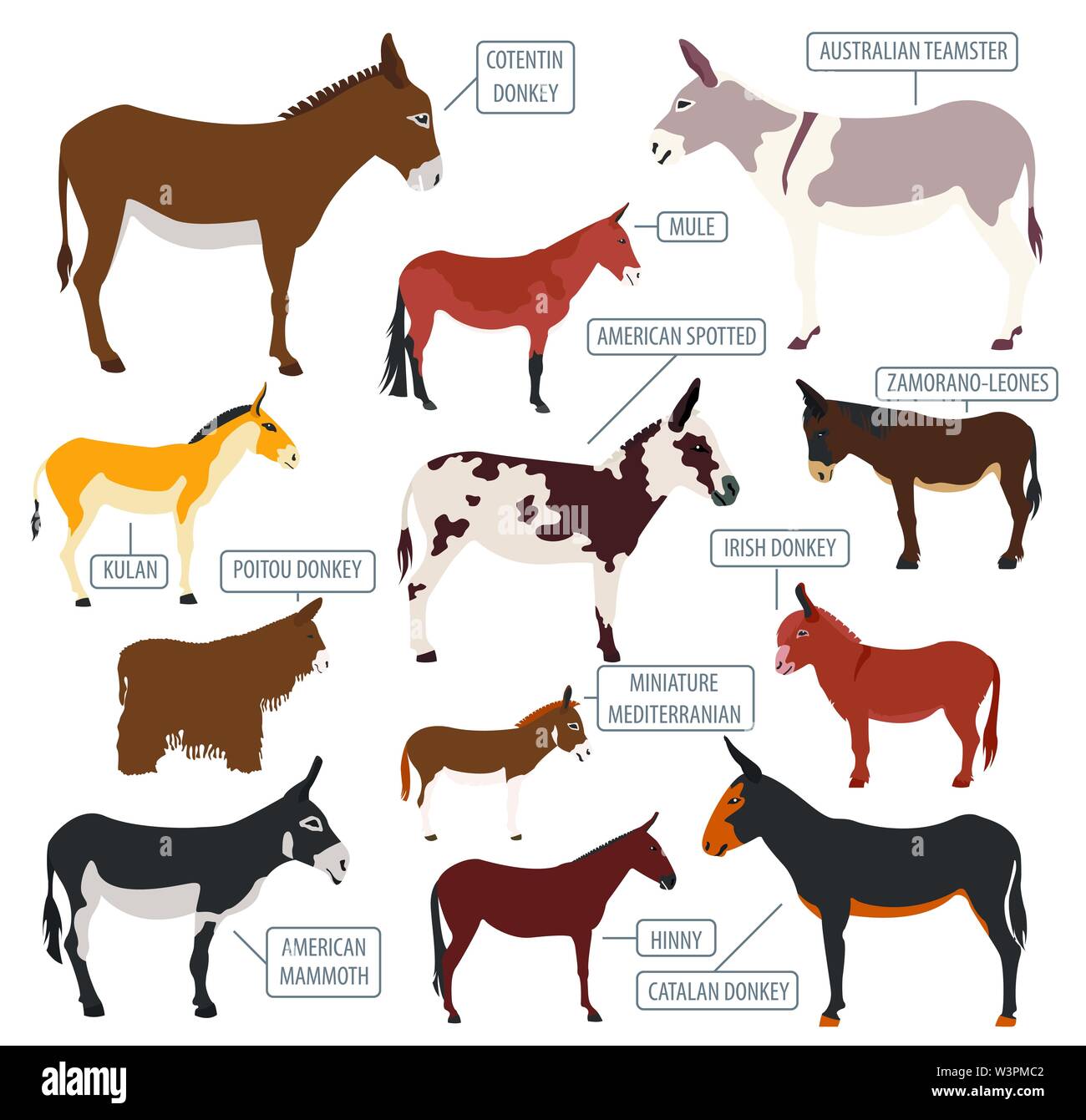 Donkey breeds icon set. Animal farming. Flat design. Vector ...