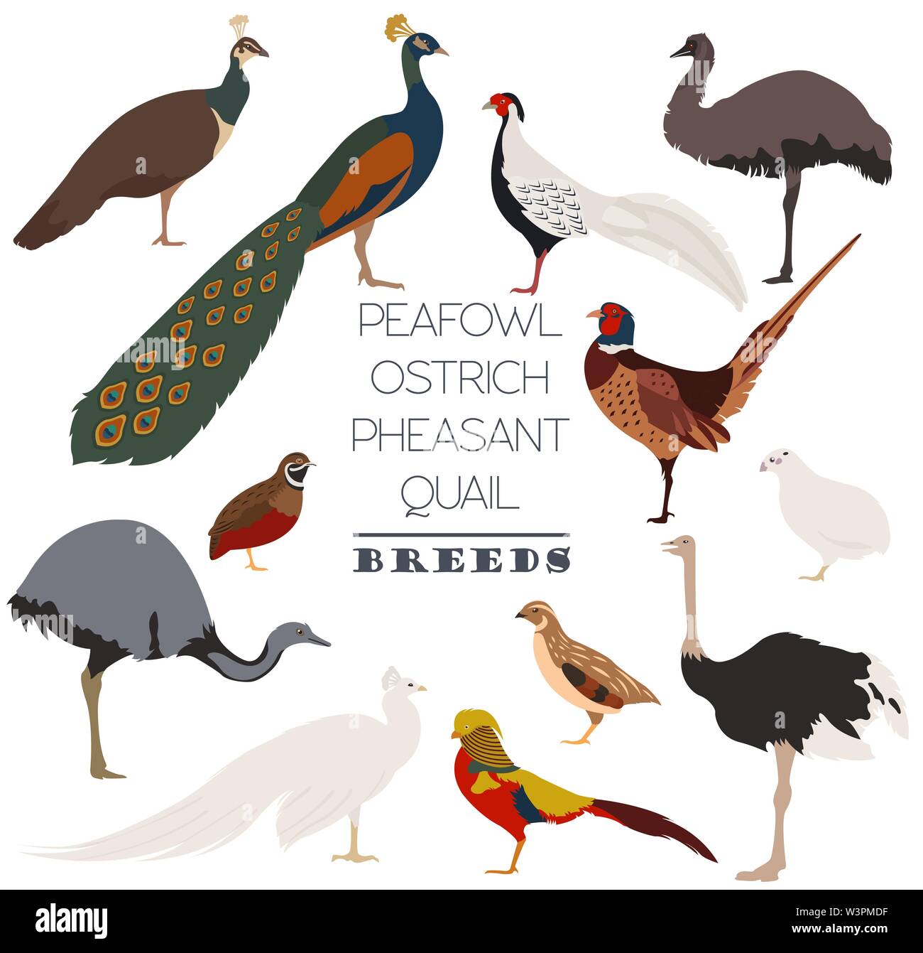 Poultry farming. Peafowl, ostrich, pheasant, quail breeds icon set. Flat design. Vector illustration Stock Vector