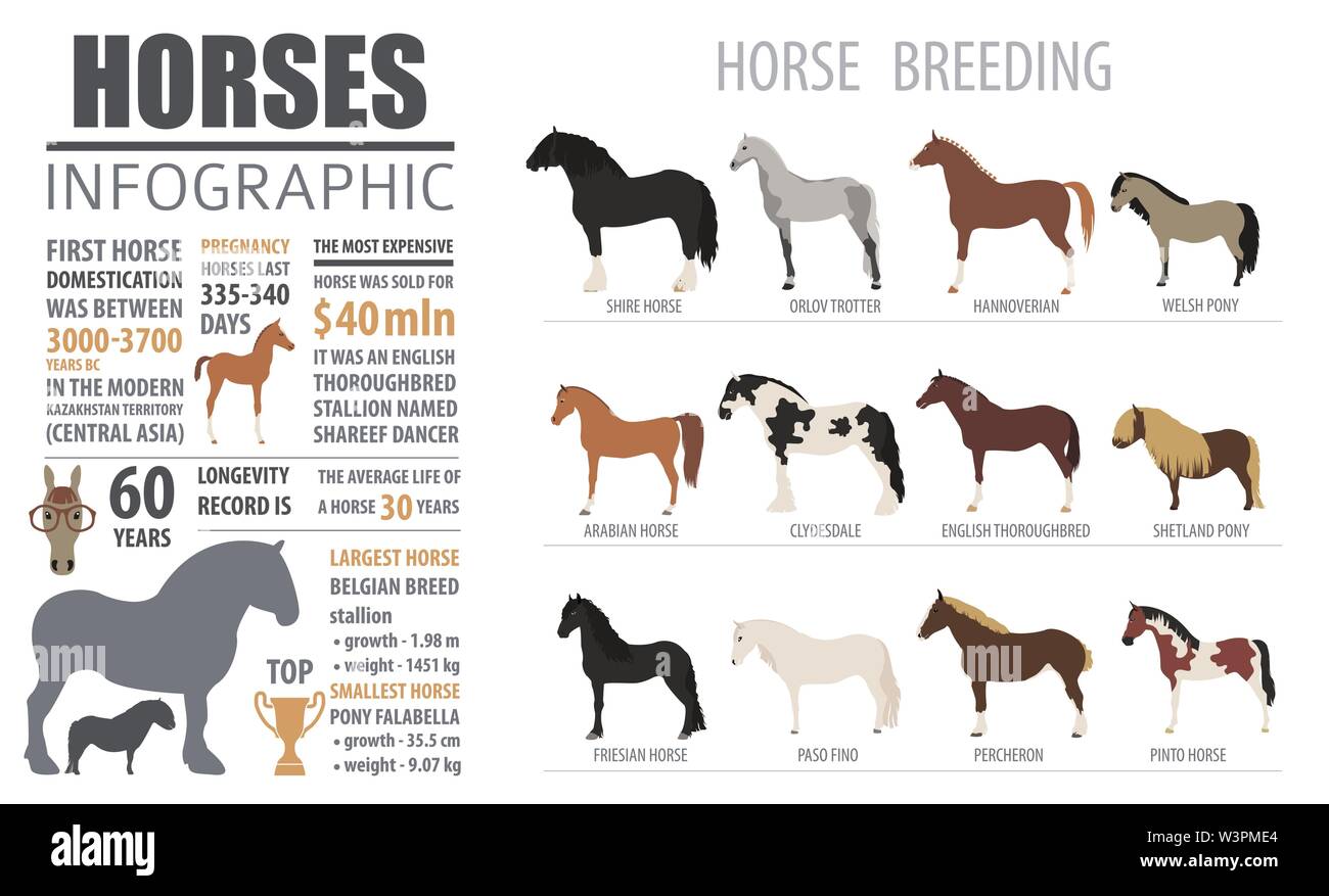 Horse breeding infographic template. Farm animal. Flat design For stallion breeding contract templates