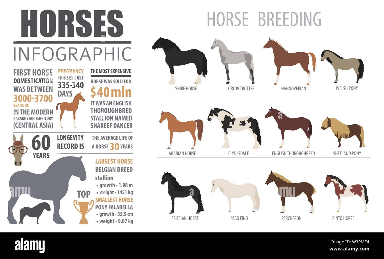 Horse breeding  infographic template. Farm animal. Flat design. Vector illustration Stock Vector