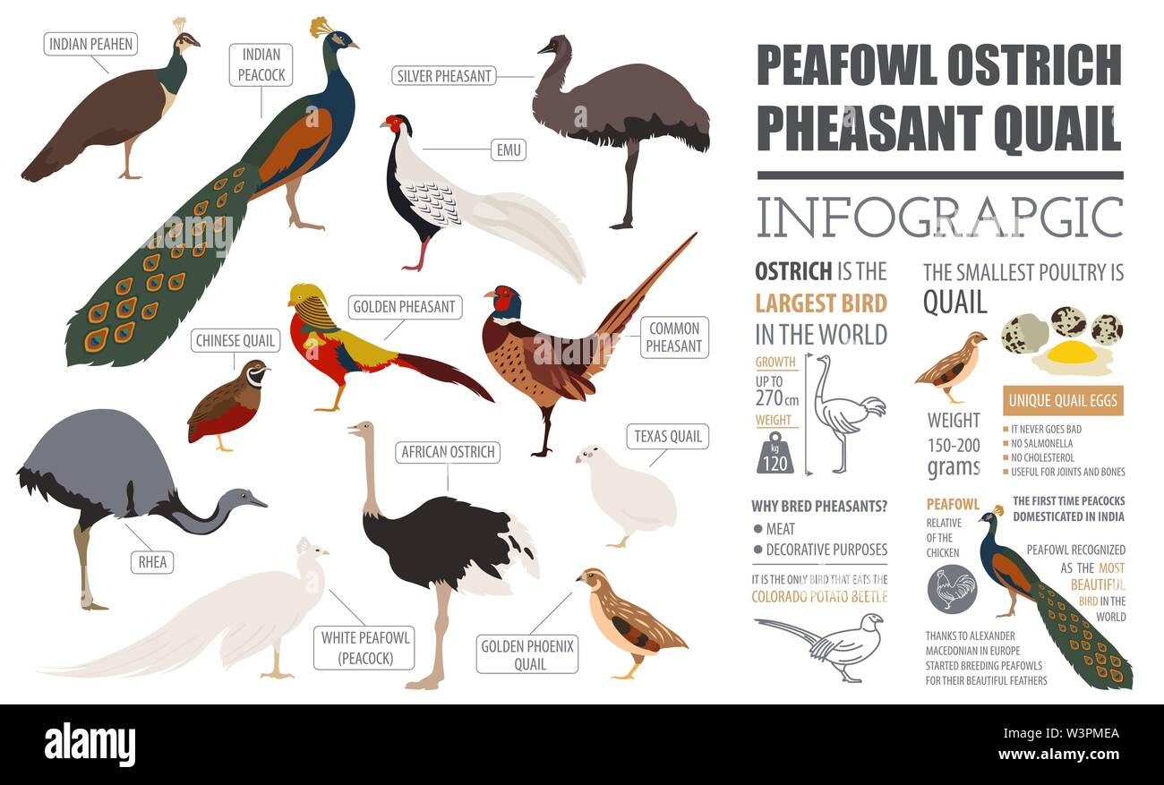 Poultry farming infographic template. Peafowl, ostrich, pheasant, quail breeding. Flat design. Vector illustration Stock Vector