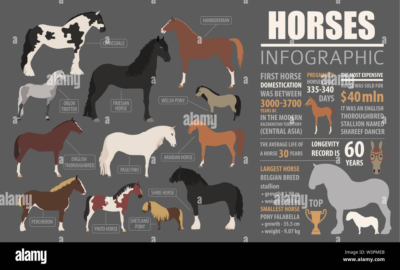 Horse breeding  infographic template. Farm animal. Flat design. Vector illustration Stock Vector