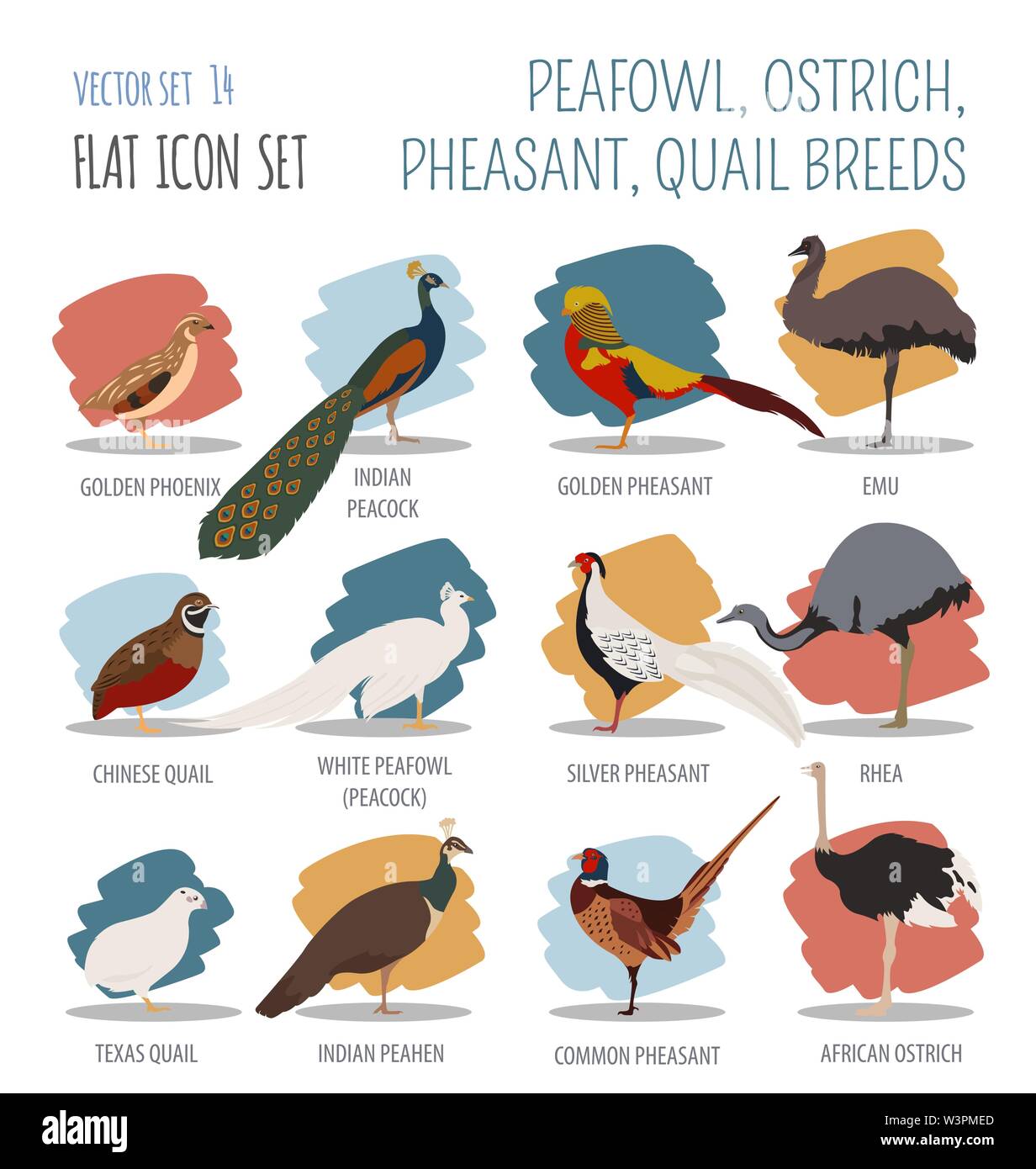 Poultry farming. Peafowl, ostrich, pheasant, quail breeds icon set. Flat design. Vector illustration Stock Vector