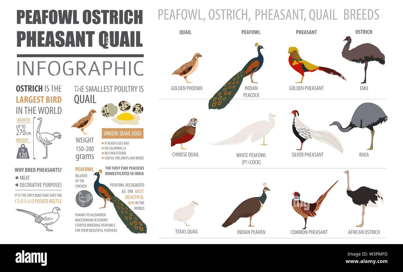 Poultry farming infographic template. Peafowl, ostrich, pheasant, quail breeding. Flat design. Vector illustration Stock Vector