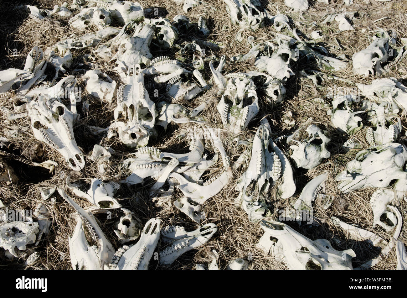 sun dried deer skulls and bones Stock Photo