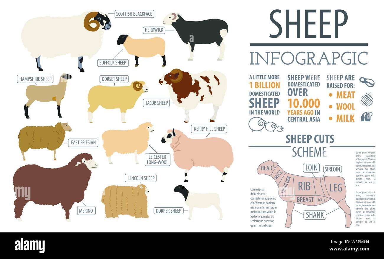 Sheep breed infographic template. Farm animal. Flat design. Vector illustration Stock Vector