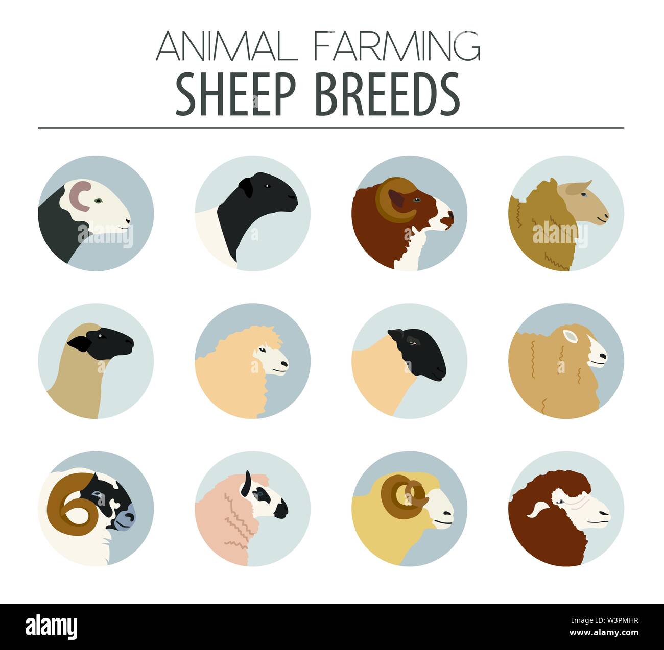 Sheep breed icon set. Farm animal. Flat design. Vector illustration Stock Vector