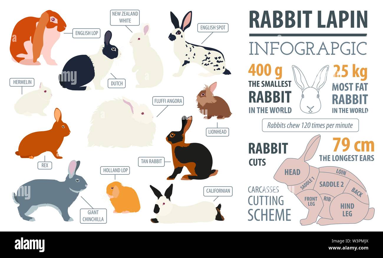 Rabbit, lapin breed infographic template. Flat design. Vector illustration Stock Vector
