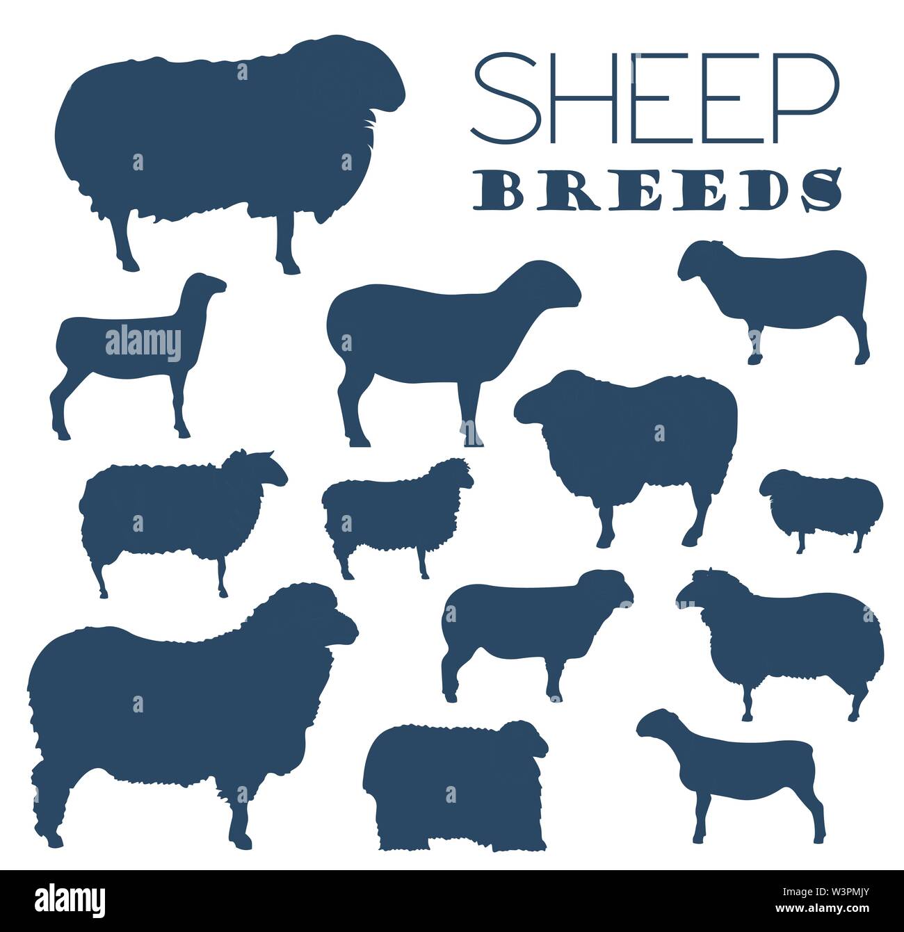 Sheep breed icon set. Farm animal. Flat design. Vector illustration Stock Vector