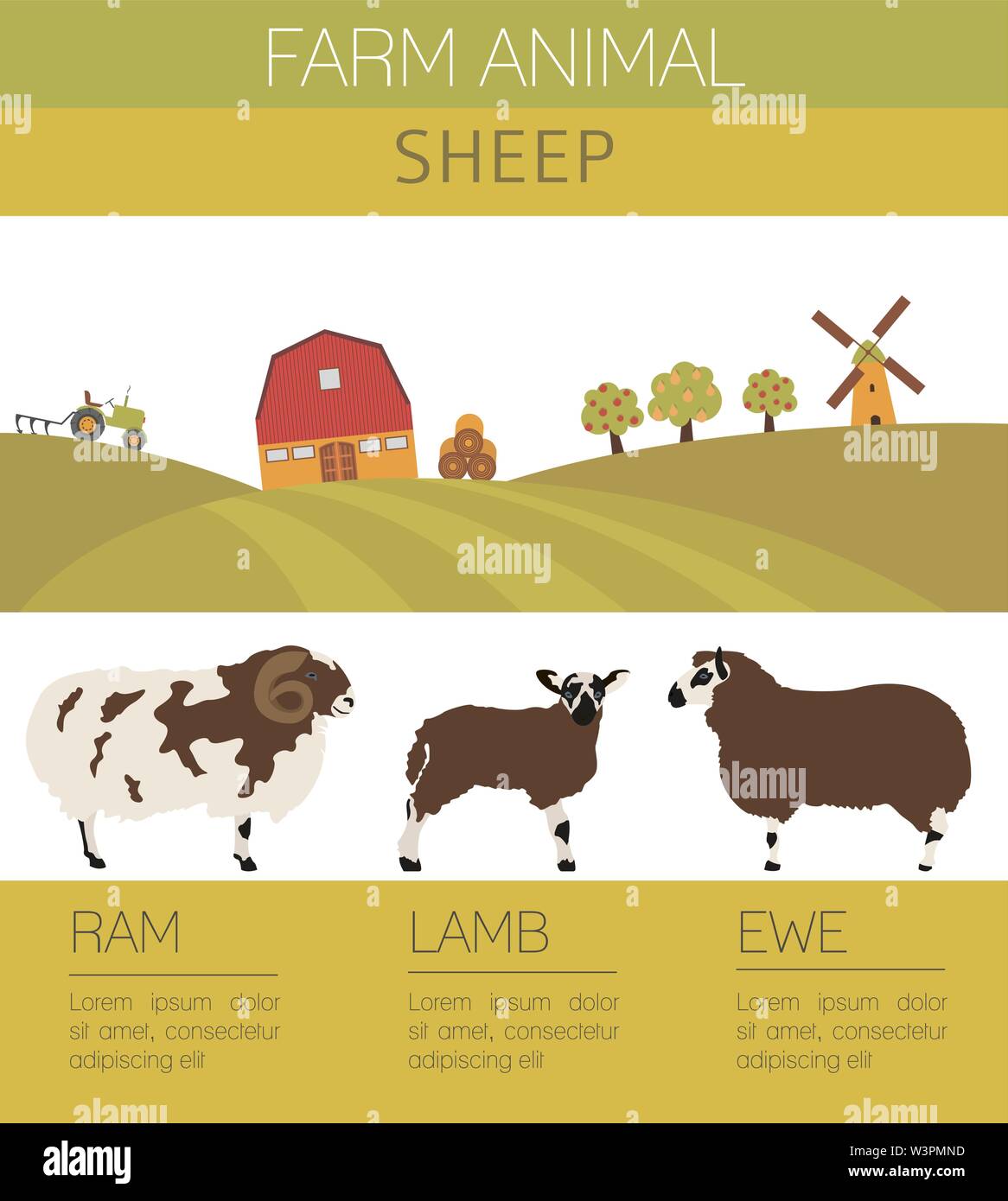 Sheep farming infographic template. Ram, ewe, lamb family. Flat design.  Vector illustration Stock Vector Image & Art - Alamy