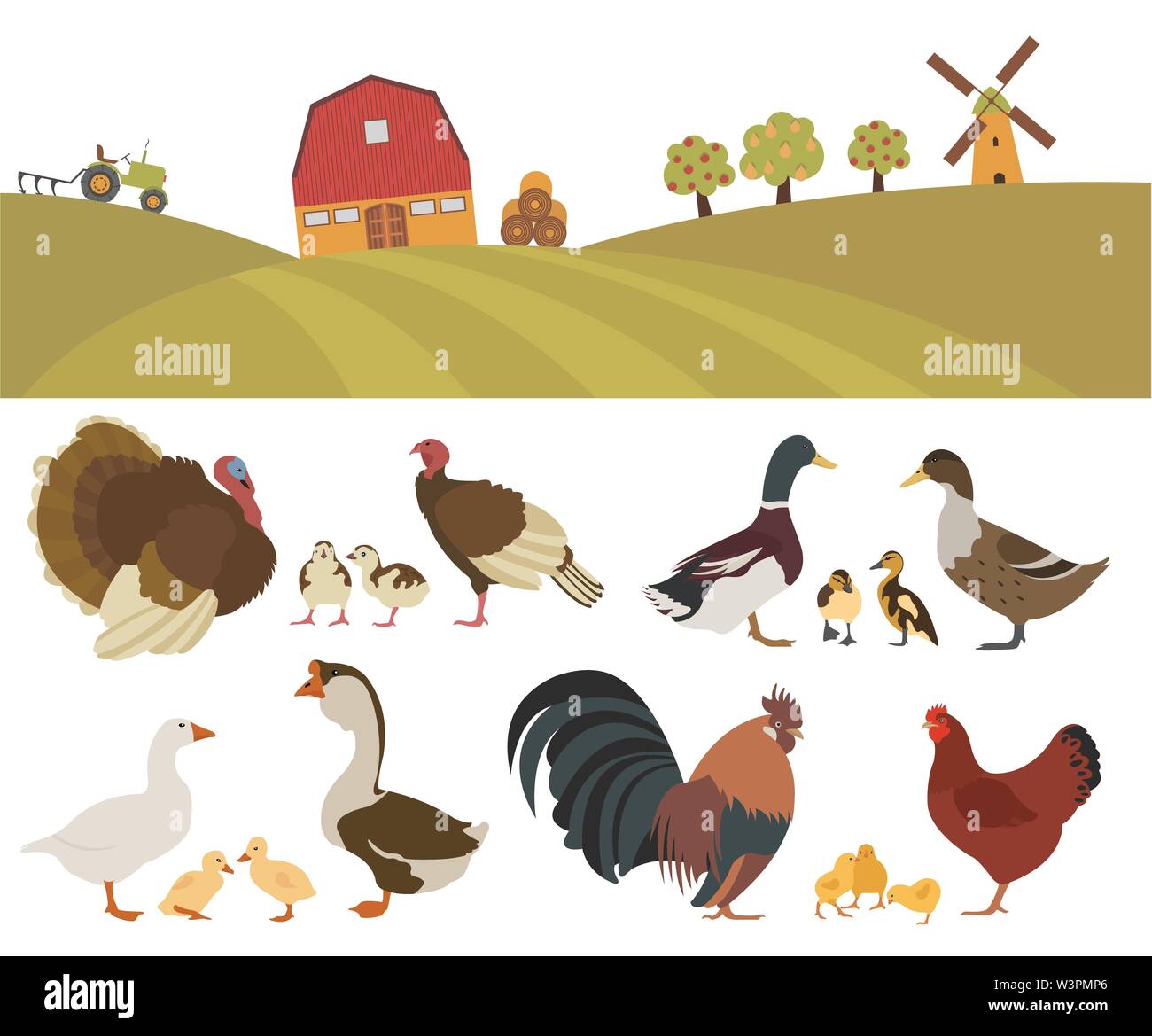 Poultry farming. Chicken, turkey, duck, goose family isolated on white