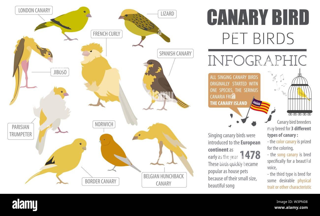 Canary breeds hi res stock photography and images Alamy