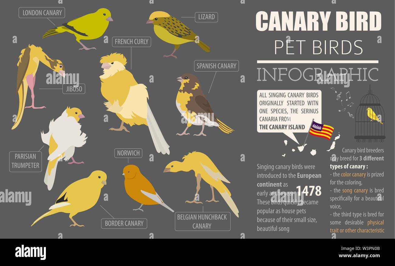 Canary breeds deals