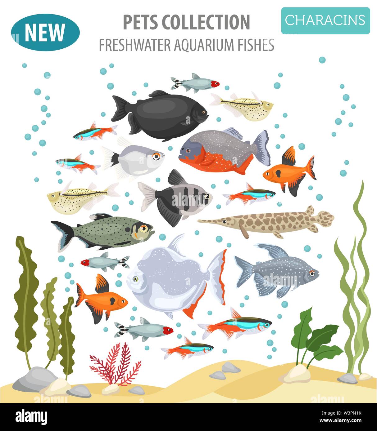 Freshwater aquarium fishes breeds icon set flat style isolated on white. Characins. Create own infographic about pets. Vector illustration Stock Vector