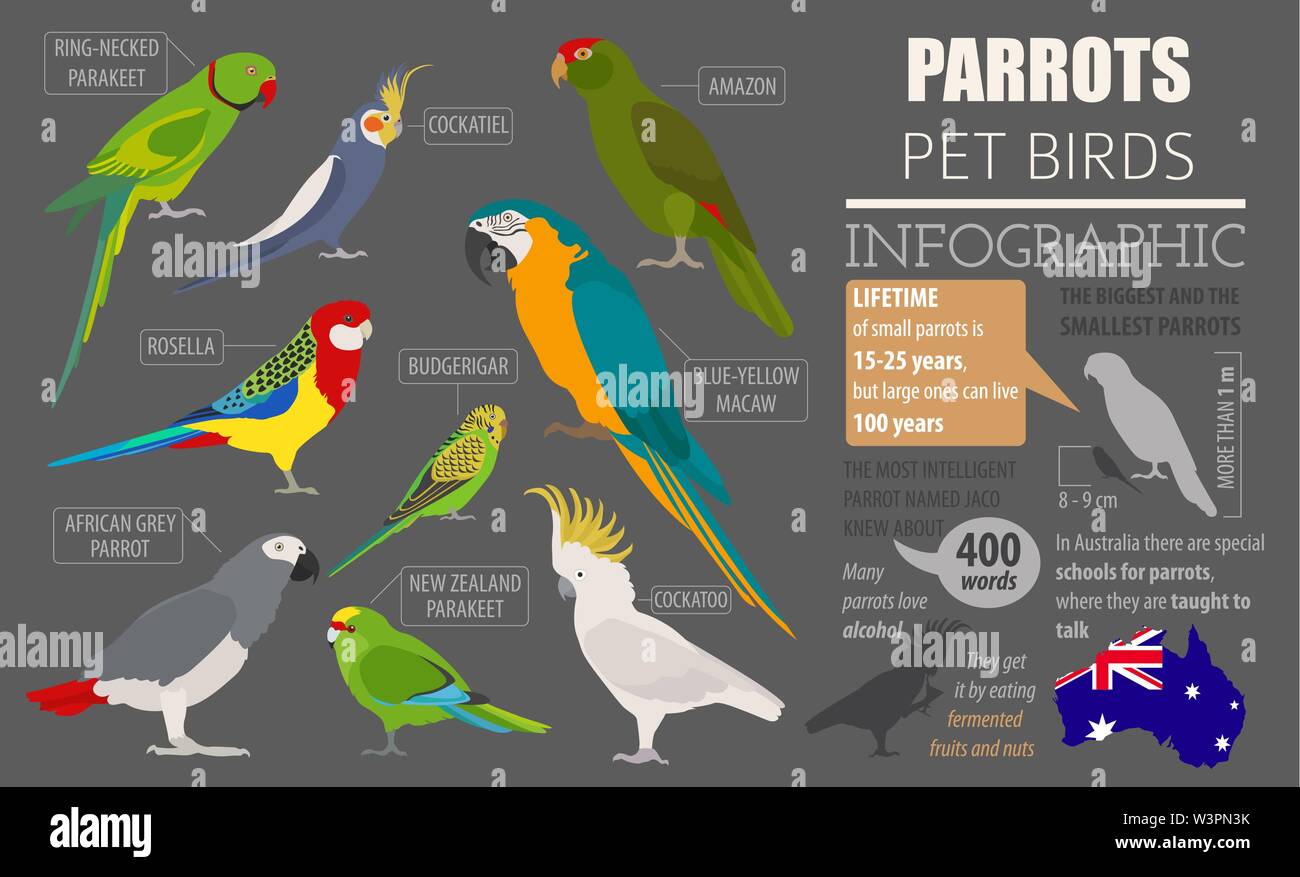 Parrot breeds icon set flat style isolated on white. Pet birds collection.  Create own infographic about pets. Vector illustration Stock Vector Image &  Art - Alamy