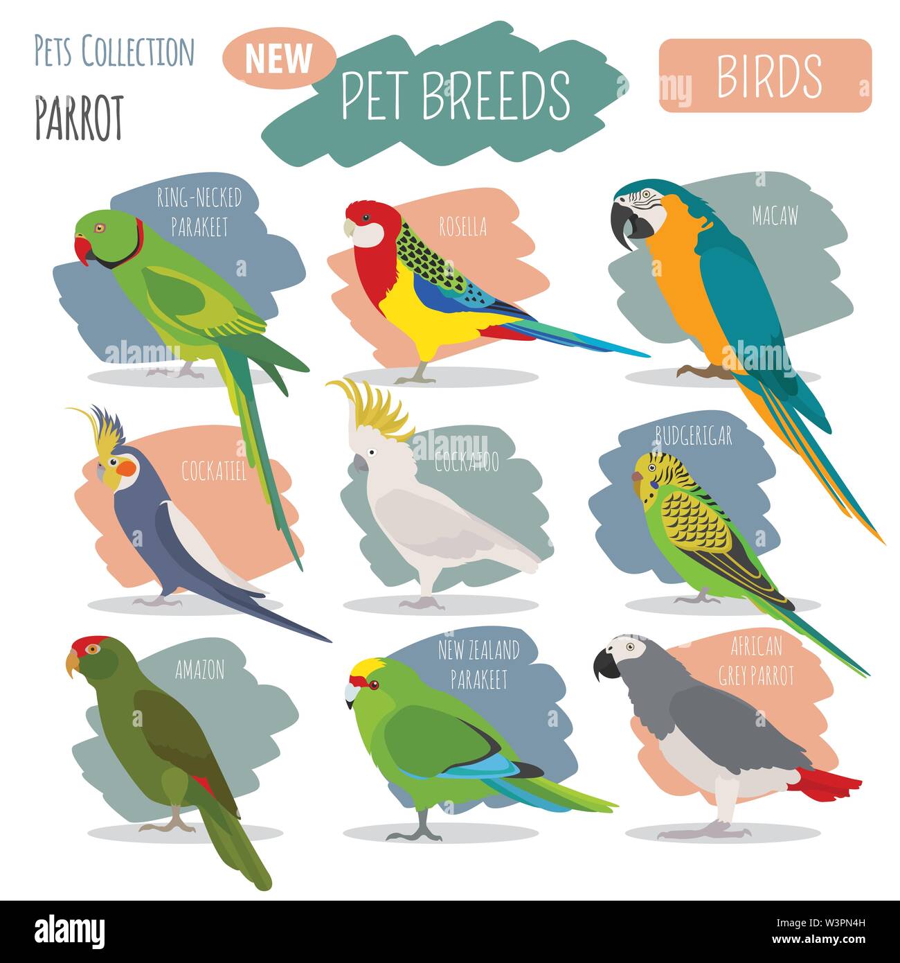 Parrot breeds icon set flat style isolated on white. Pet birds collection. Create own infographic about pets. Vector illustration Stock Vector