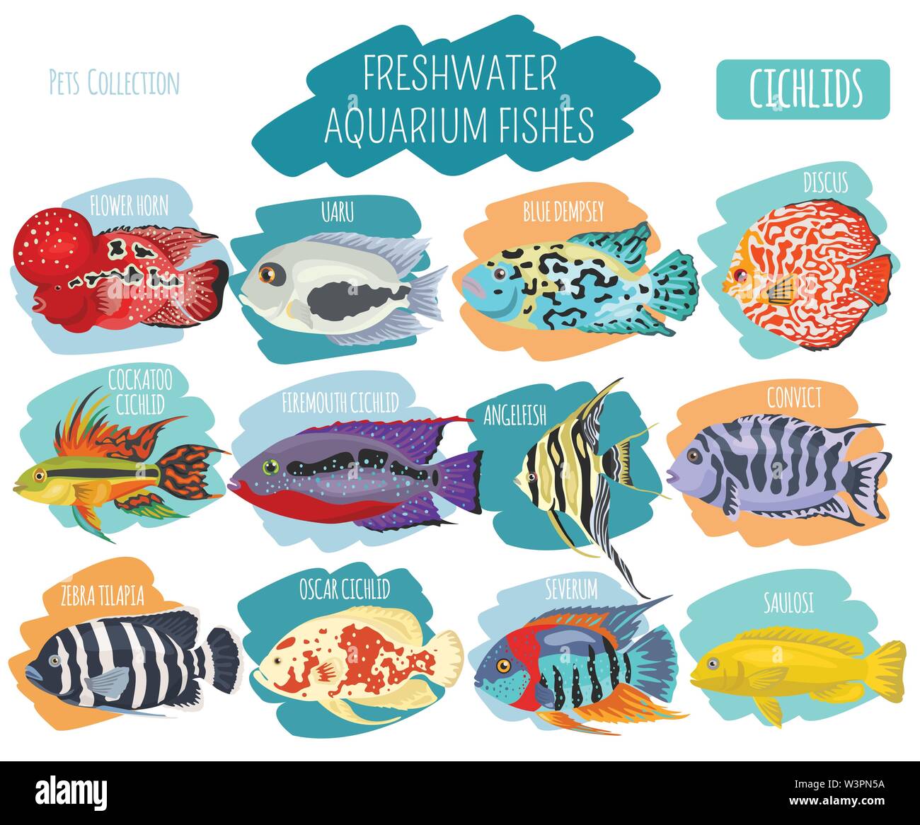 Freshwater aquarium fishes breeds icon set flat style isolated on white. Cichlids. Create own infographic about pets. Vector illustration Stock Vector