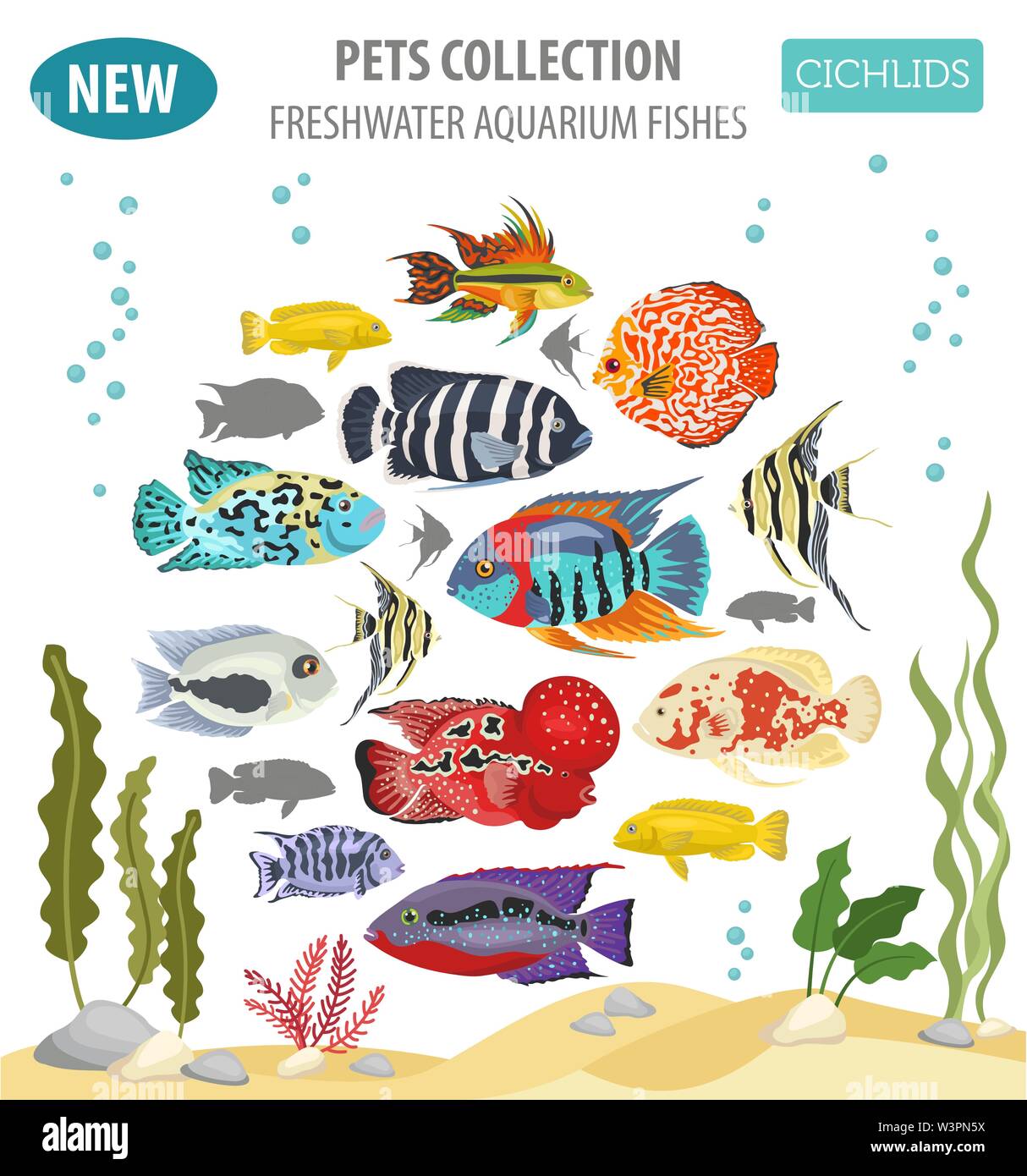 Freshwater aquarium fishes breeds icon set flat style isolated on white. Cichlids. Create own infographic about pets. Vector illustration Stock Vector
