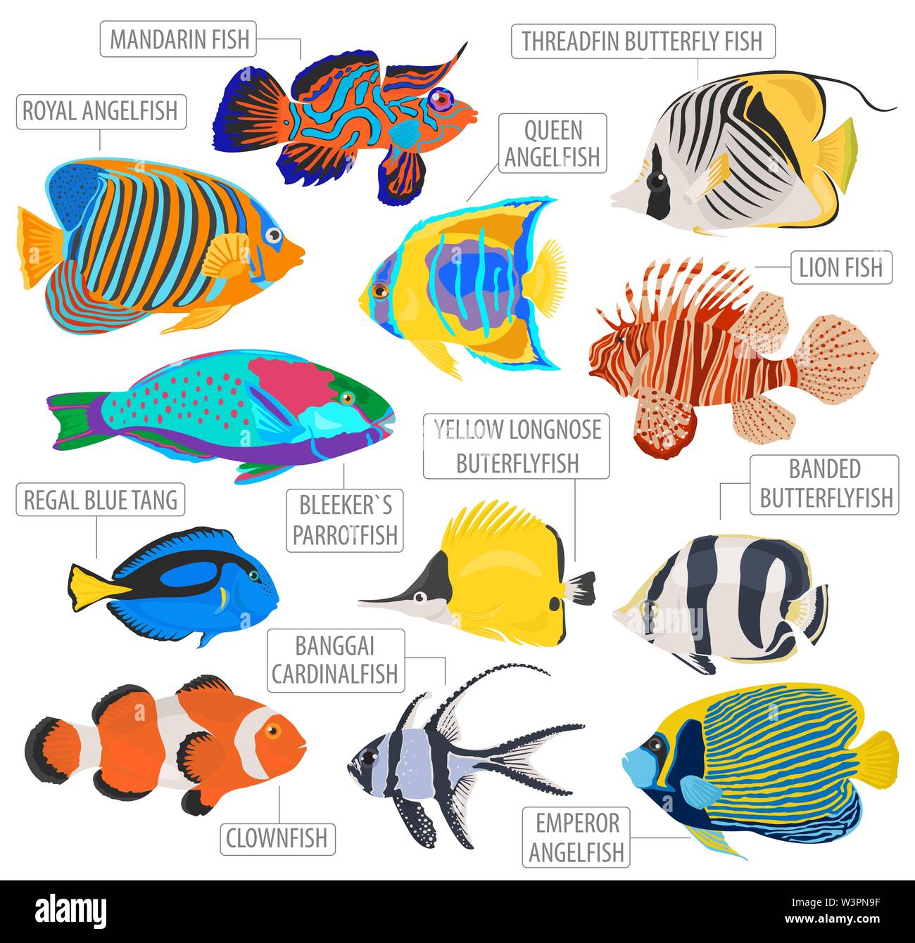 Reef Fish Identification Chart