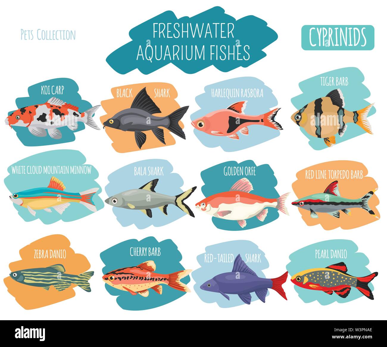 Freshwater aquarium fishes breeds icon set flat style isolated on white. Cyprinids. Create own infographic about pets. Vector illustration Stock Vector