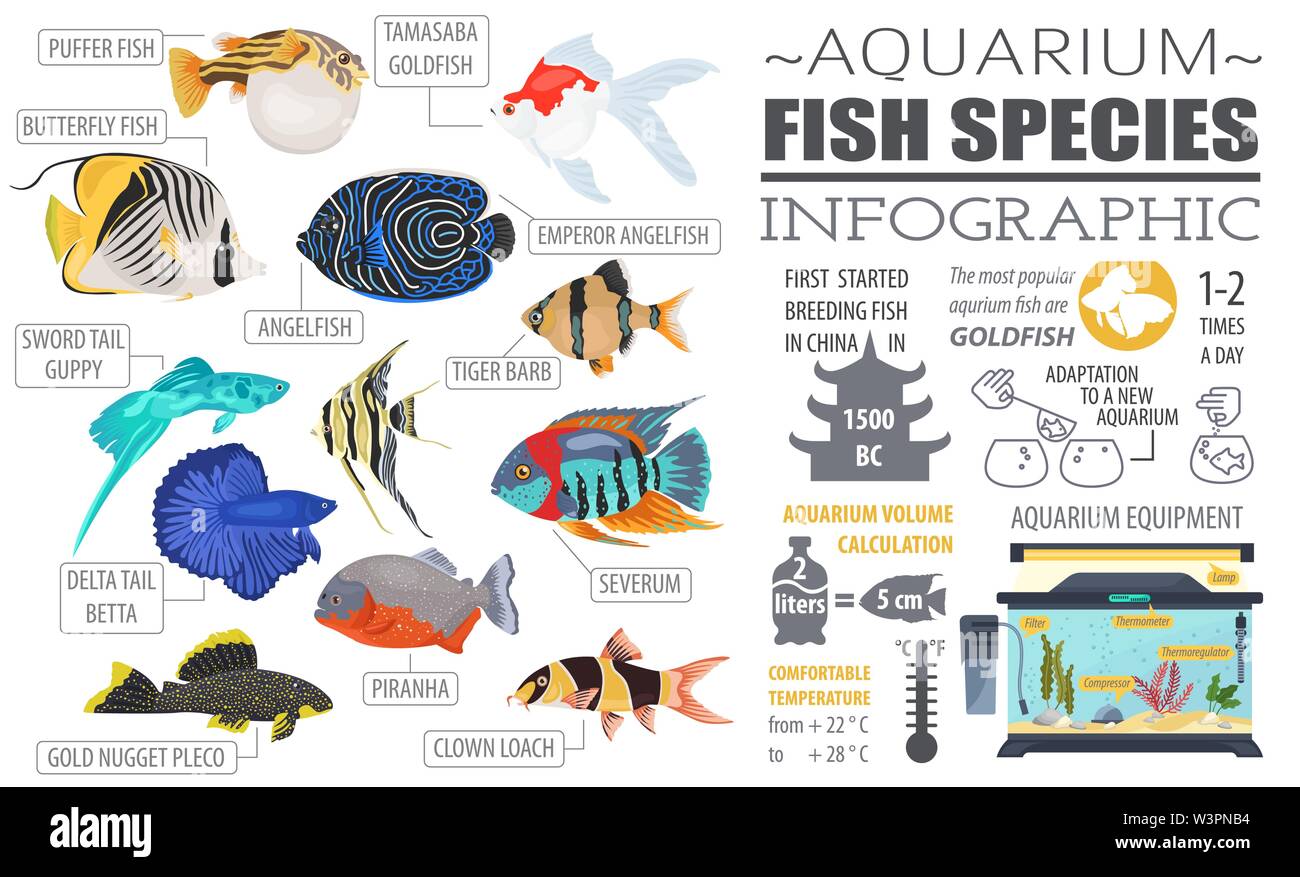 Freshwater aquarium fish breeds infographic, icon set flat style isolated on white. Vector illustration Stock Vector