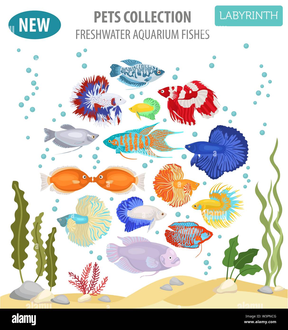 Freshwater aquarium fishes breeds icon set flat style isolated on white. Labyrinth fishes: betta, gourami. Create own infographic about pets. Vector i Stock Vector
