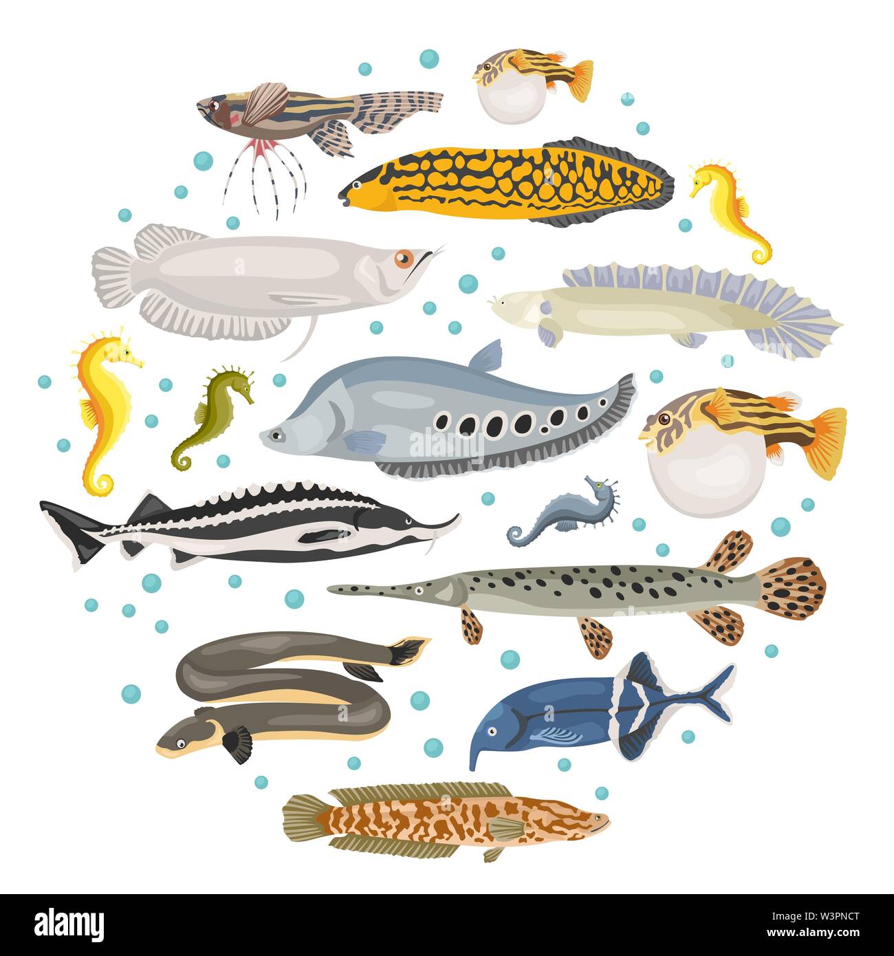 Unusual freshwater aquarium fish sales