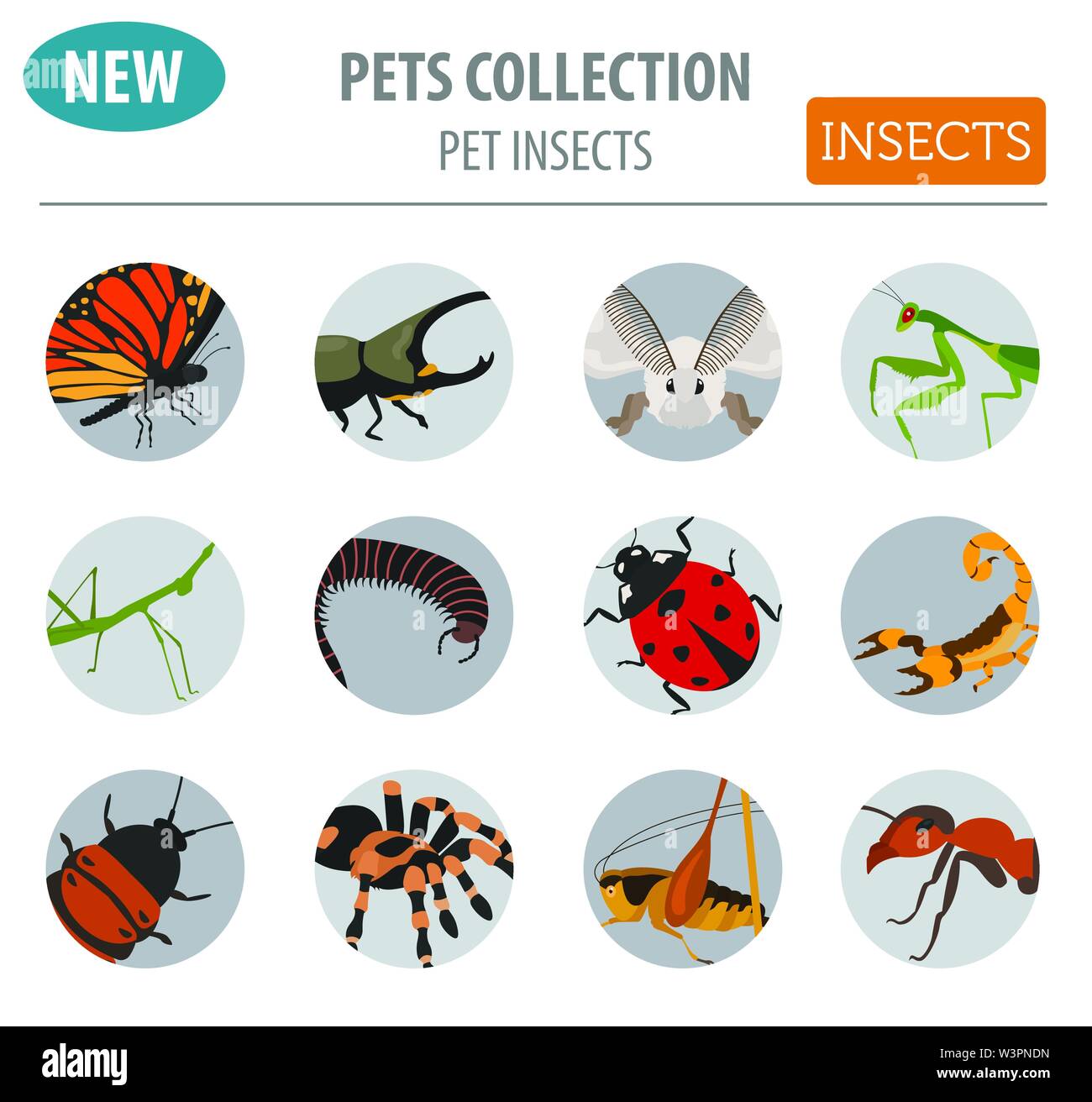 Pet insects breeds icon set flat style isolated on white. House keeping bugs, beetles, sticks, spiders and other collection. Create own infographic ab Stock Vector