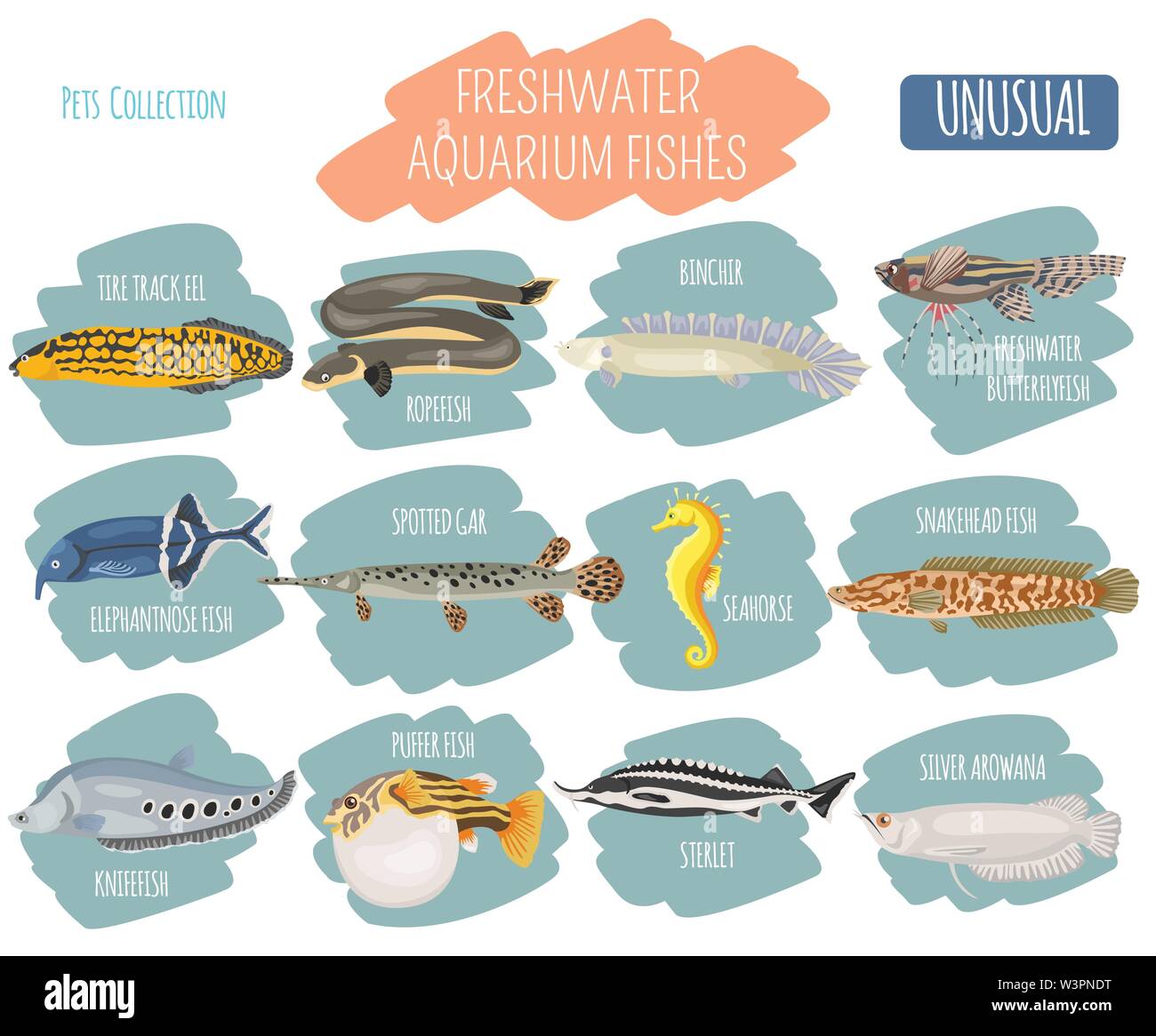 Unusual freshwater aquarium fish breeds icon set flat style isolated on ...